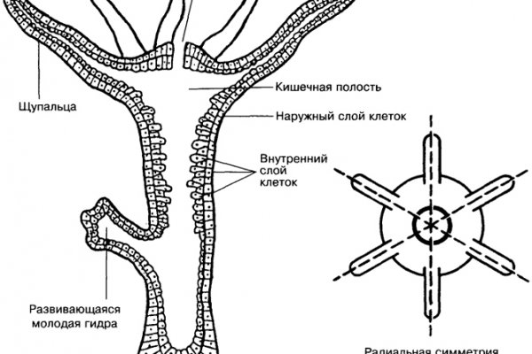 Кракен даркнет krawebes