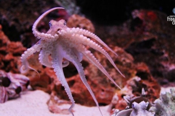 Kraken ссылка kraken torion