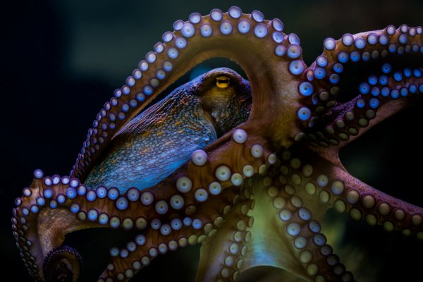 Kraken 5 at