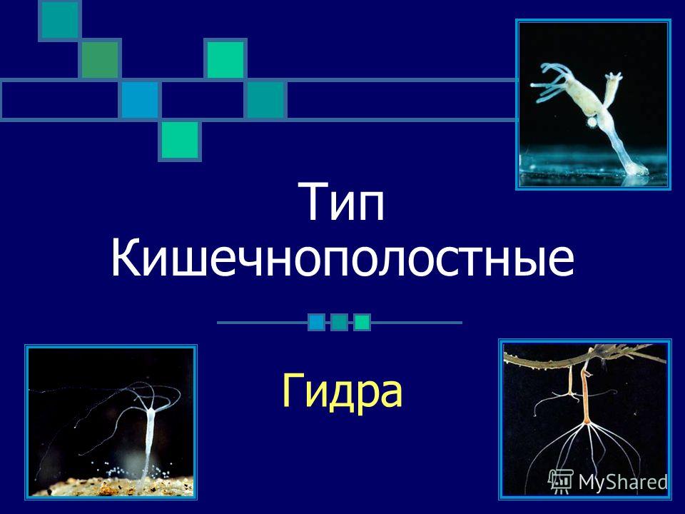 Мега зеркала тор онион мориарти кракен